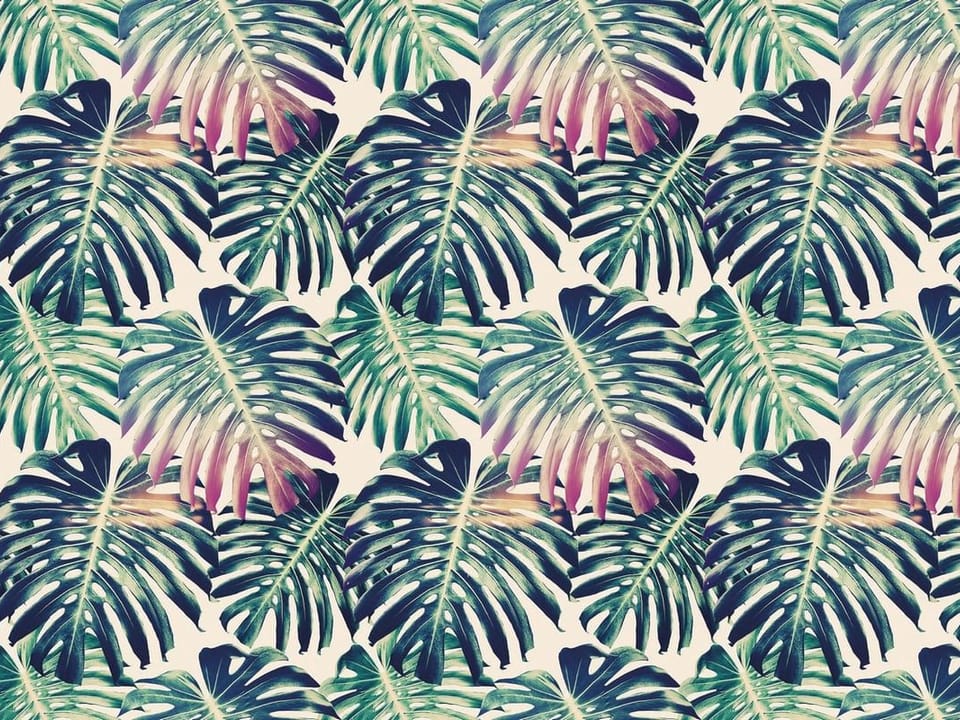 Fototapeta Monstera w zieleni na jasnym tle na wymiar