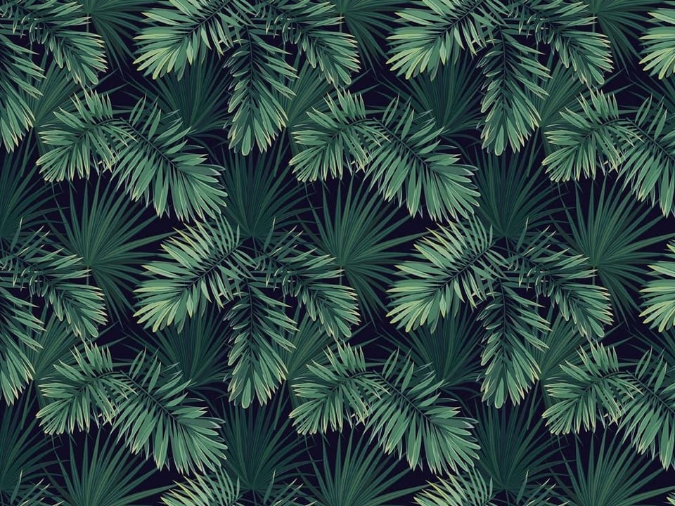 Fototapeta Zielone liście palmowe na ciemnym tle na wymiar