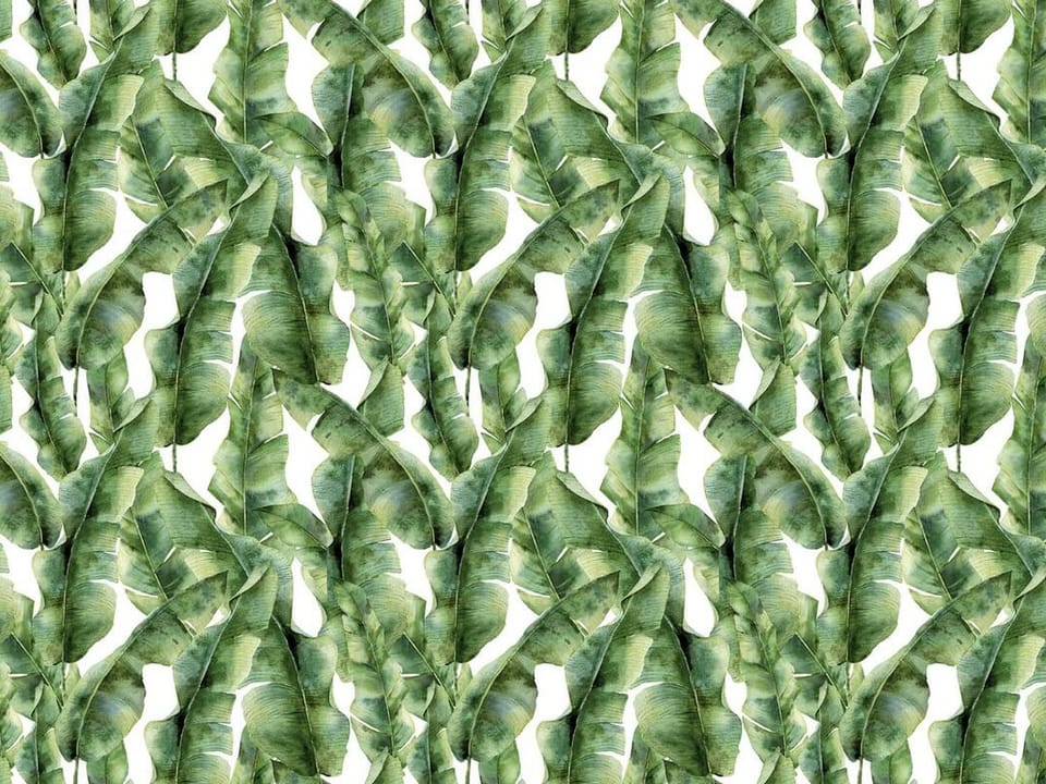 Fototapeta Zielone liście bananowca na białym tle na wymiar