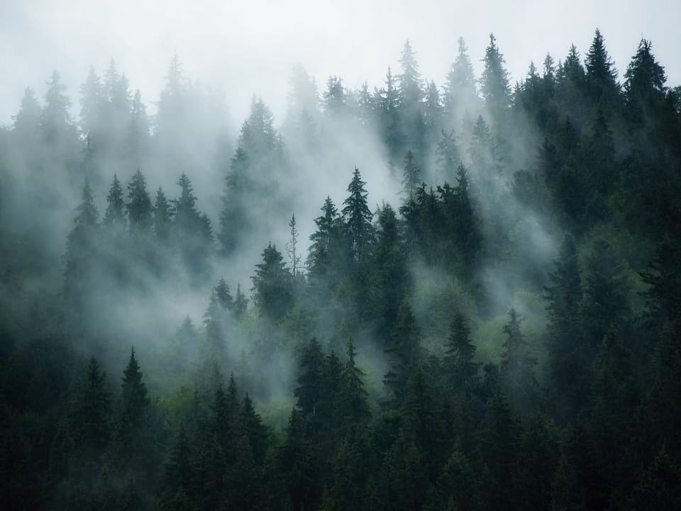 Fototapeta Mglisty las iglasty na wymiar