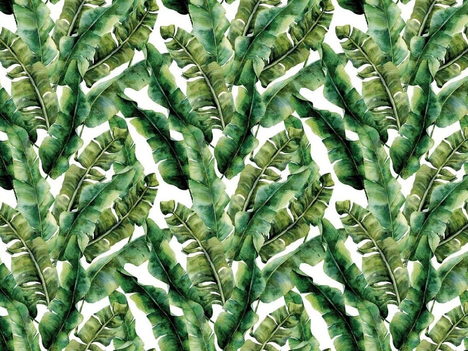 Fototapeta Zielone Liście Bananowca na wymiar
