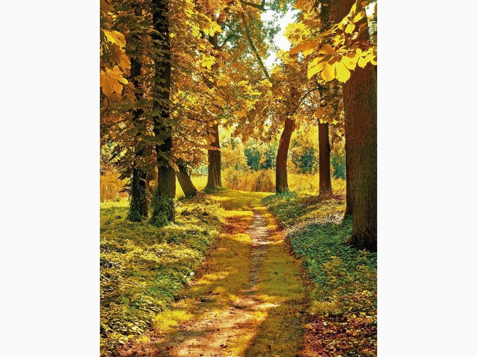 Fototapeta Ścieżka w lesie o świcie na wymiar