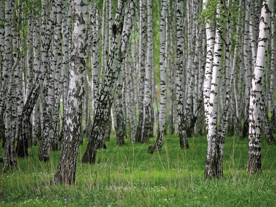 Fototapeta Spokojny las brzozowy na wymiar