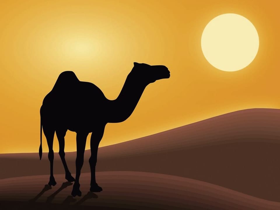 Fototapeta Sylwetka wielbłąda na pustyni