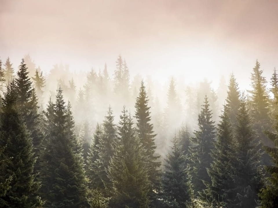 Fototapeta Mglisty las iglasty o poranku na wymiar