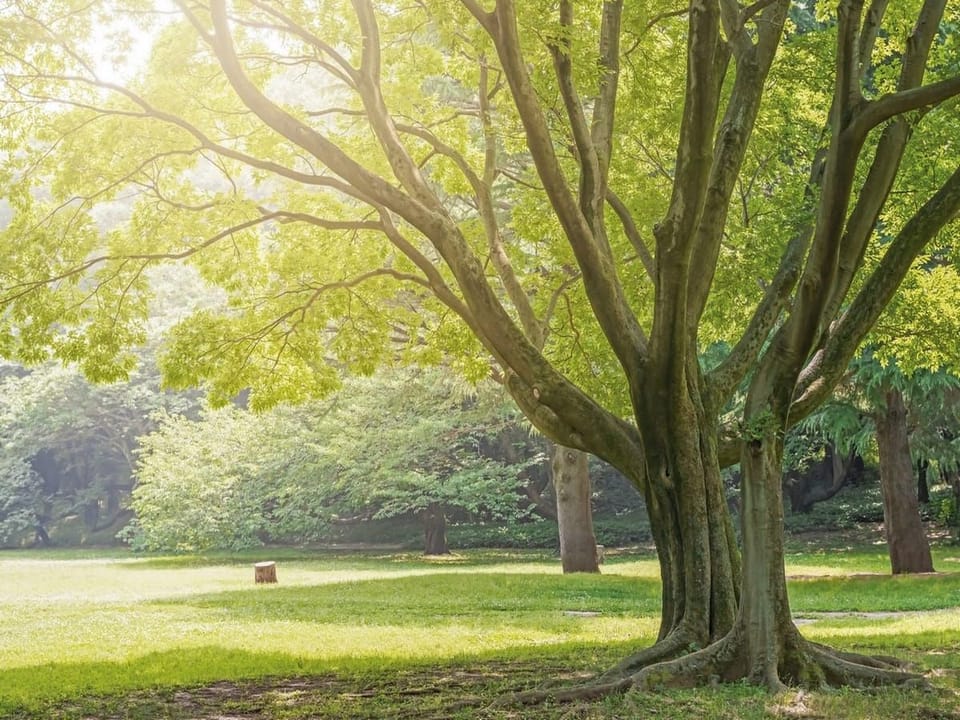 Fototapeta Poranek w lesie z dużym drzewem na wymiar