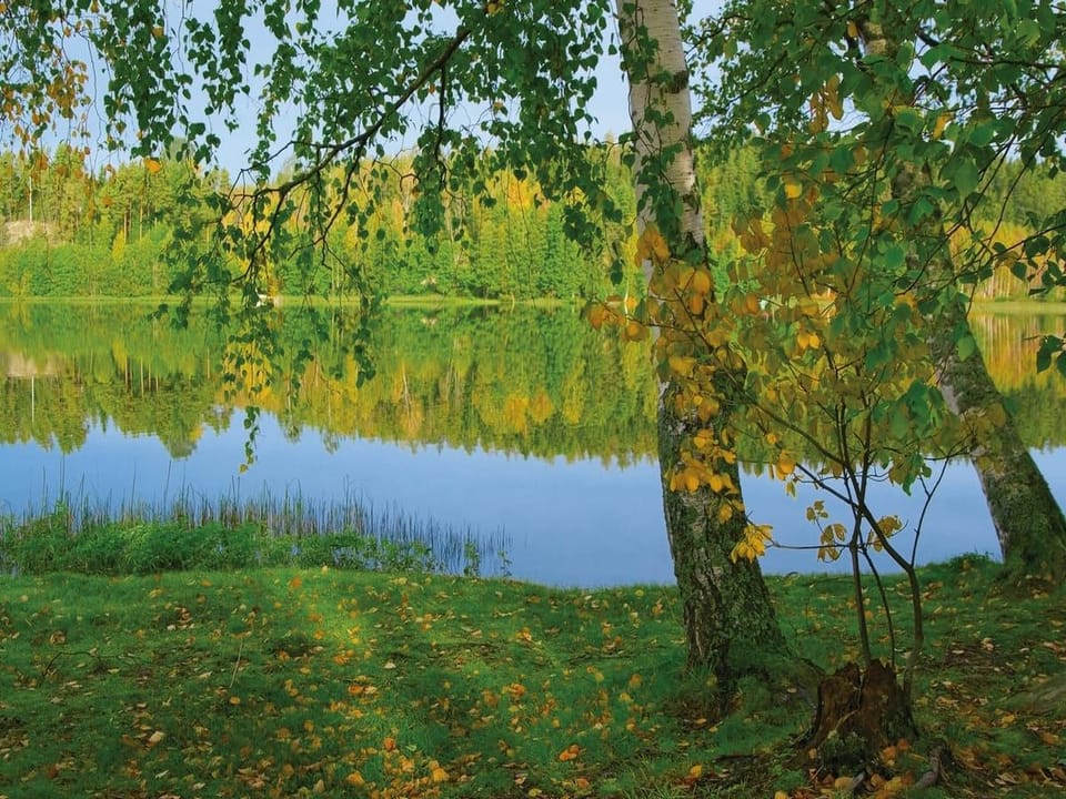 Fototapeta Brzozy nad jeziorem z odbiciem