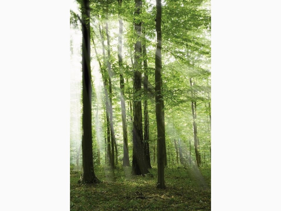 Fototapeta Las o świcie z promieniami słońca