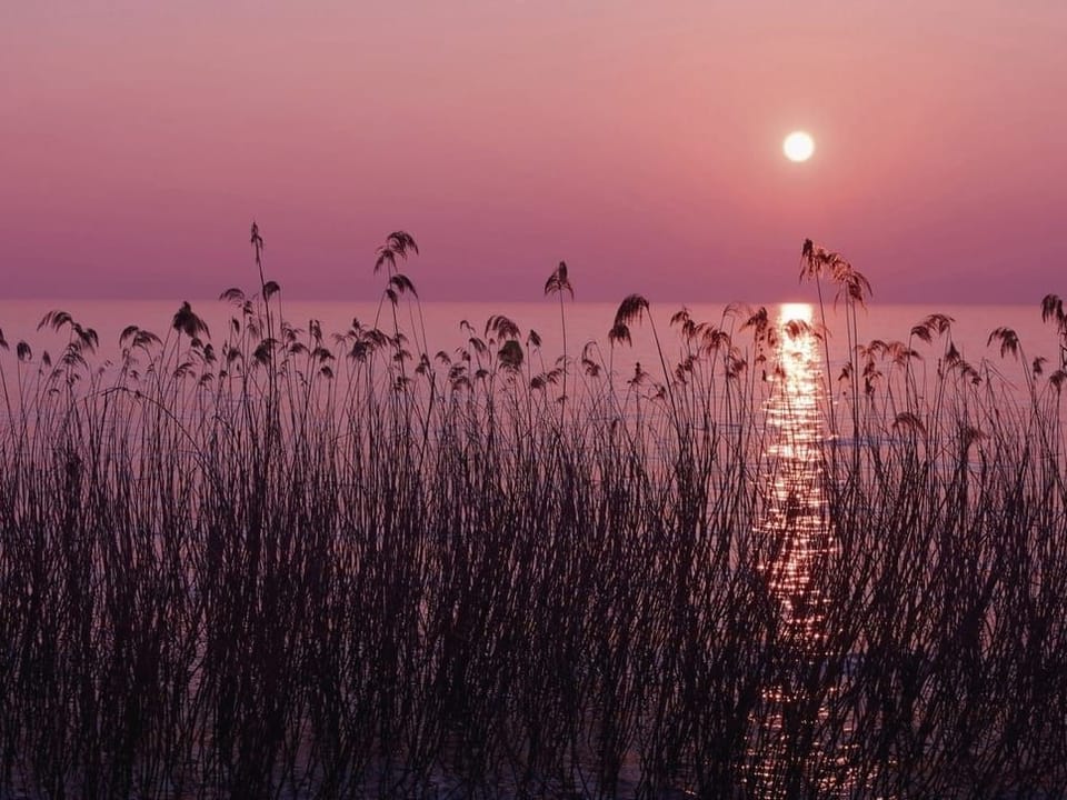 Fototapeta Trzciny o zachodzie słońca