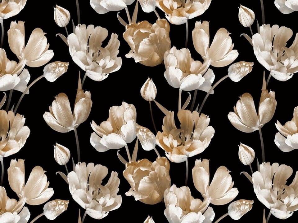 Fototapeta Tulipany na czarnym tle na wymiar