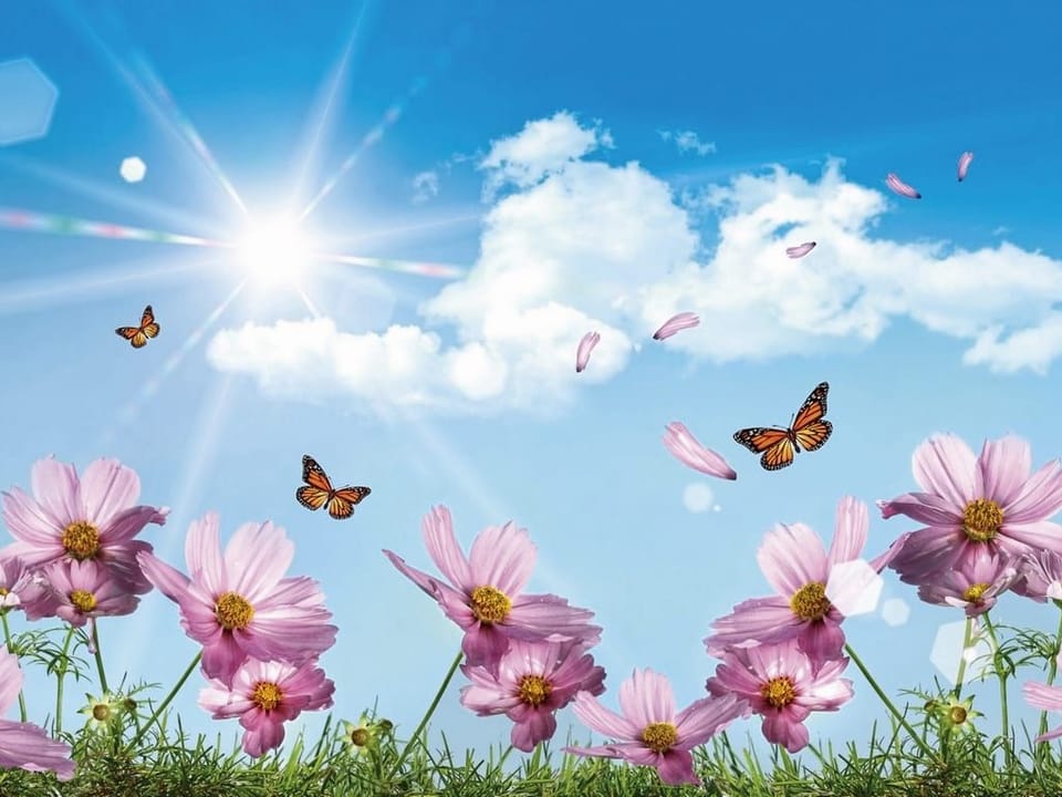 Fototapeta Różowe kwiaty na letniej łące