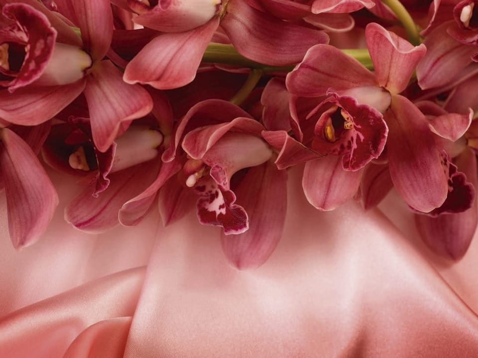 Fototapeta Różowe storczyki na jedwabnym tle