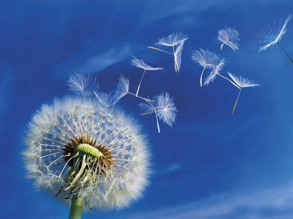 Fototapeta Dmuchawce na tle nieba