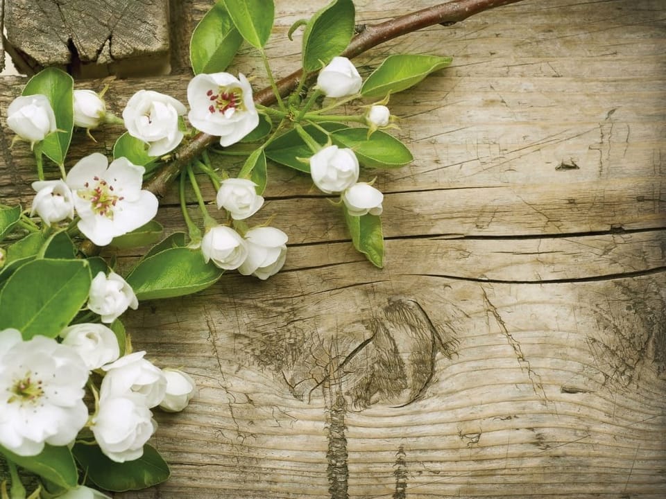 Fototapeta Gałązka z Kwiatami na Drewnie