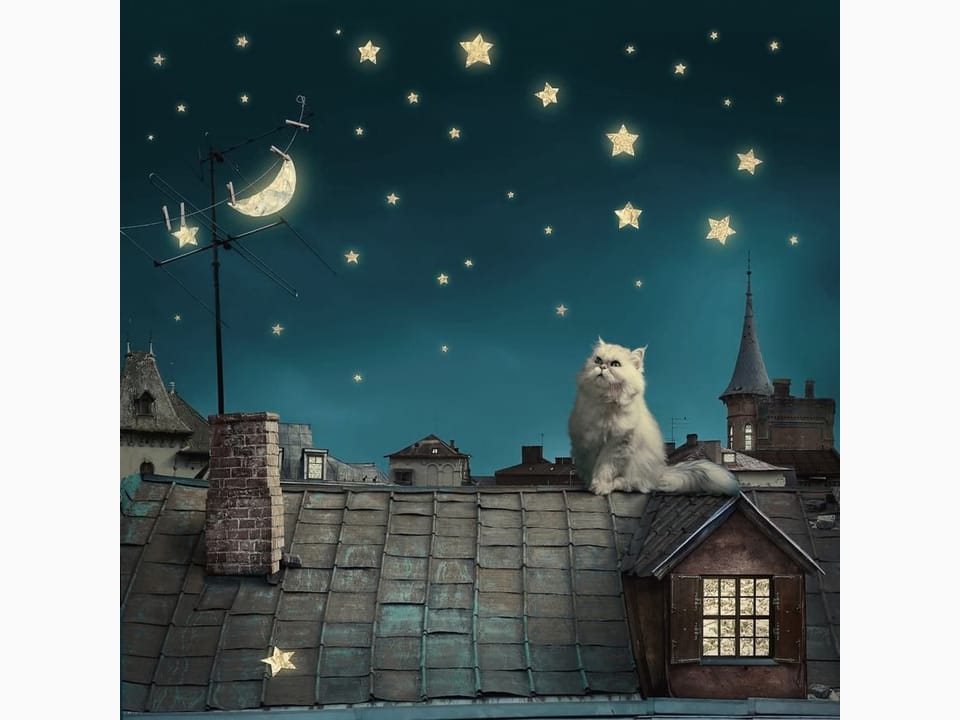 Fototapeta Kot na dachu pod gwiazdami