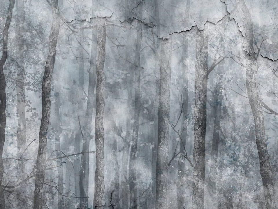 Fototapeta Zimowy Las w Mglistym Betonie na wymiar
