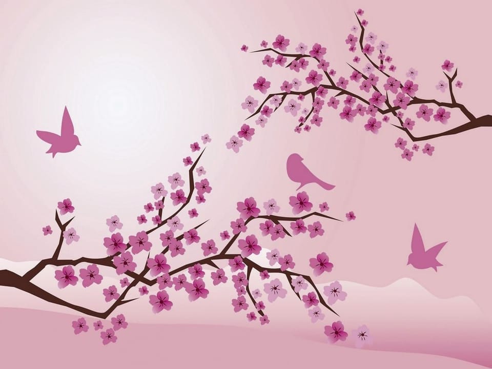 Fototapeta Sakura – Gałęzie z Kwiatami Wiśni