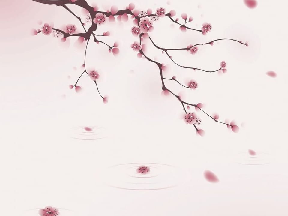 Fototapeta Gałąź Sakury z Kwiatami Wiśni