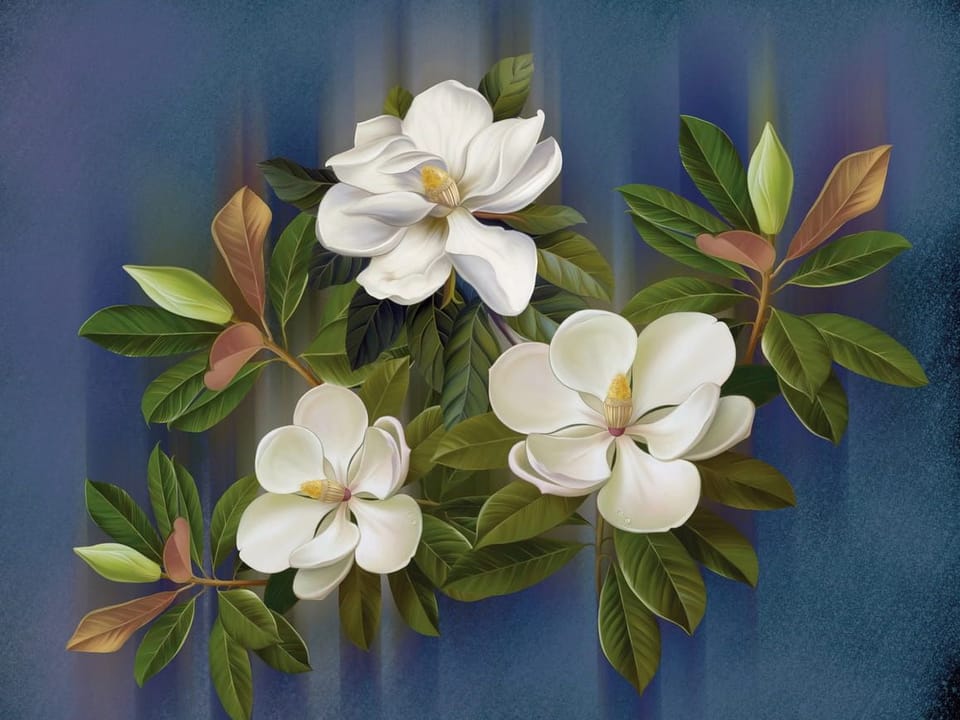 Fototapeta Białe Magnolie na Niebieskim Tle na wymiar