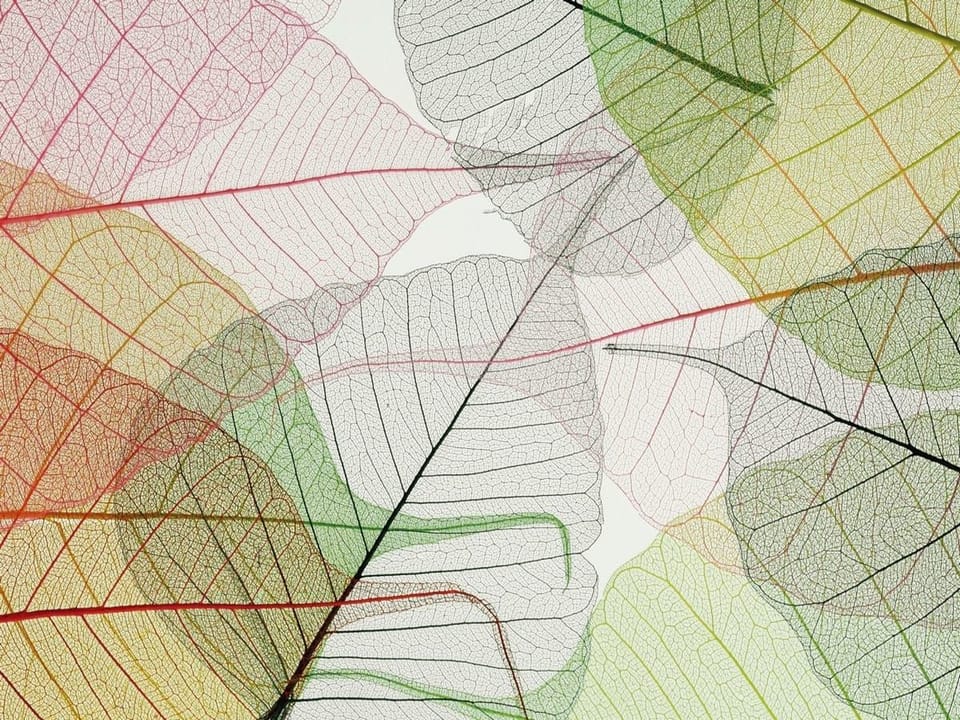 Fototapeta Kolorowe szkielety liści