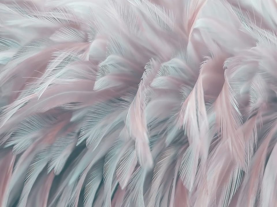 Fototapeta Delikatne pióra w pastelach na wymiar