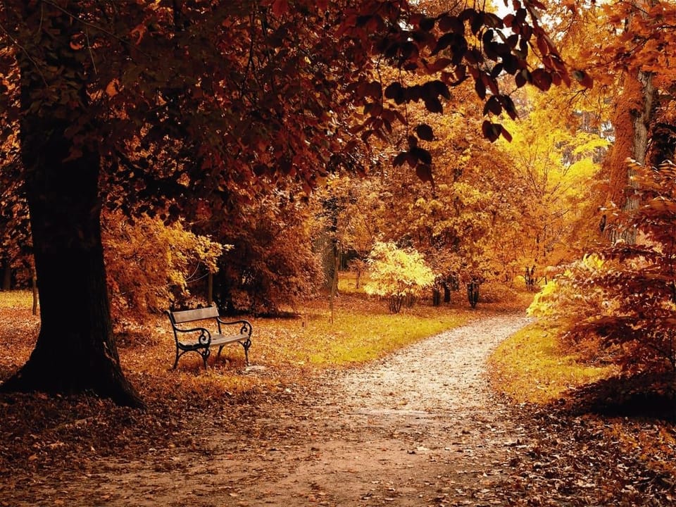 Fototapeta Jesienna ścieżka w lesie o świcie