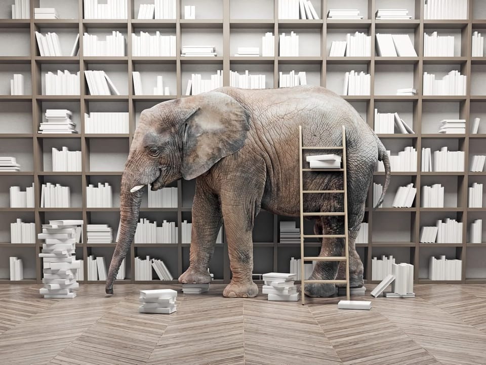 Fototapeta Słoń w bibliotece z książkami na wymiar