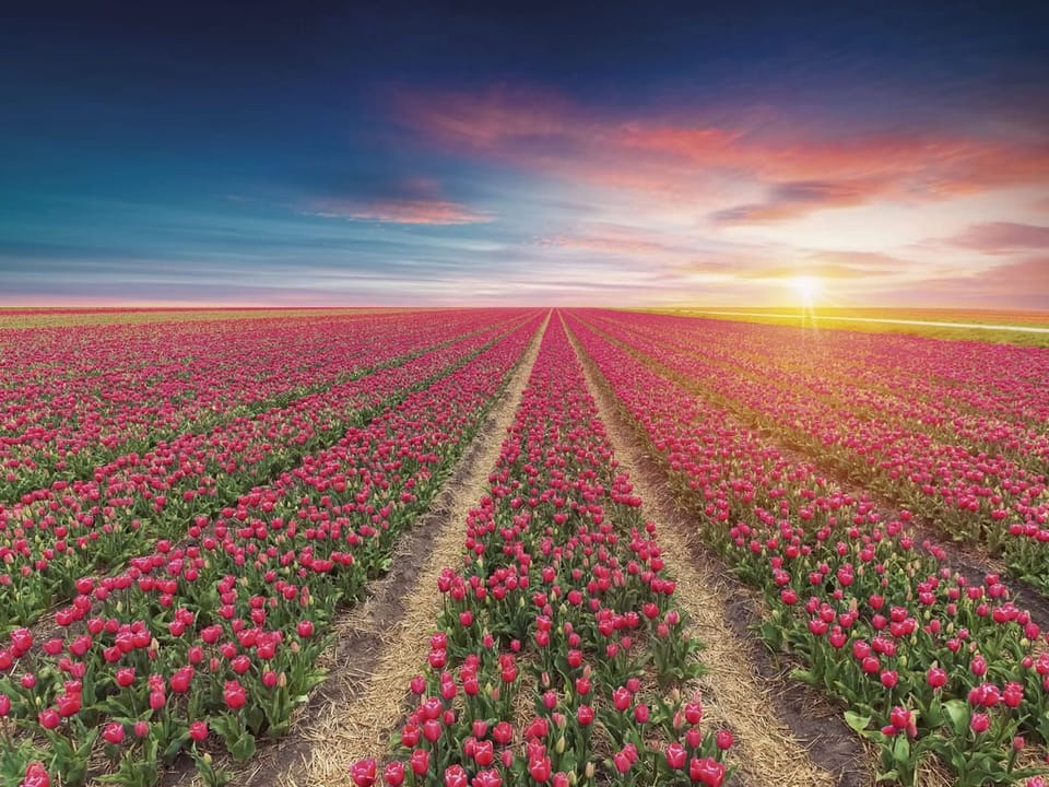 Fototapeta Pole Czerwonych Tulipanów o Wschodzie na wymiar