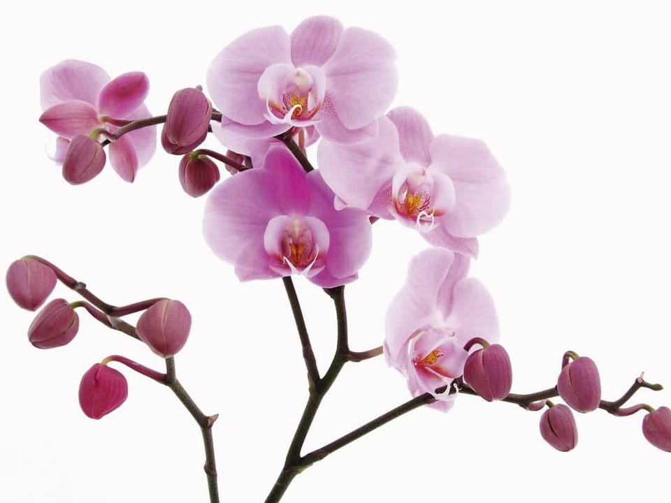 Fototapeta Storczyki na białym tle