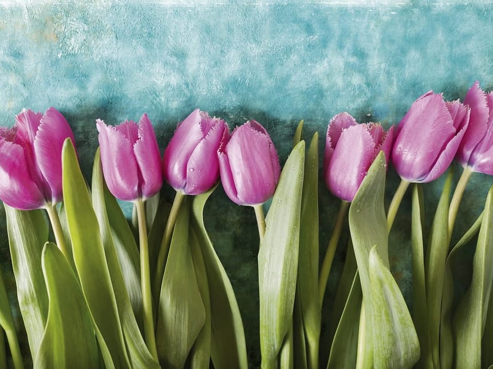 Fototapeta Różowe tulipany na tle na wymiar