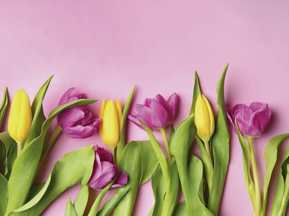 Fototapeta Żółte i fioletowe tulipany na wymiar
