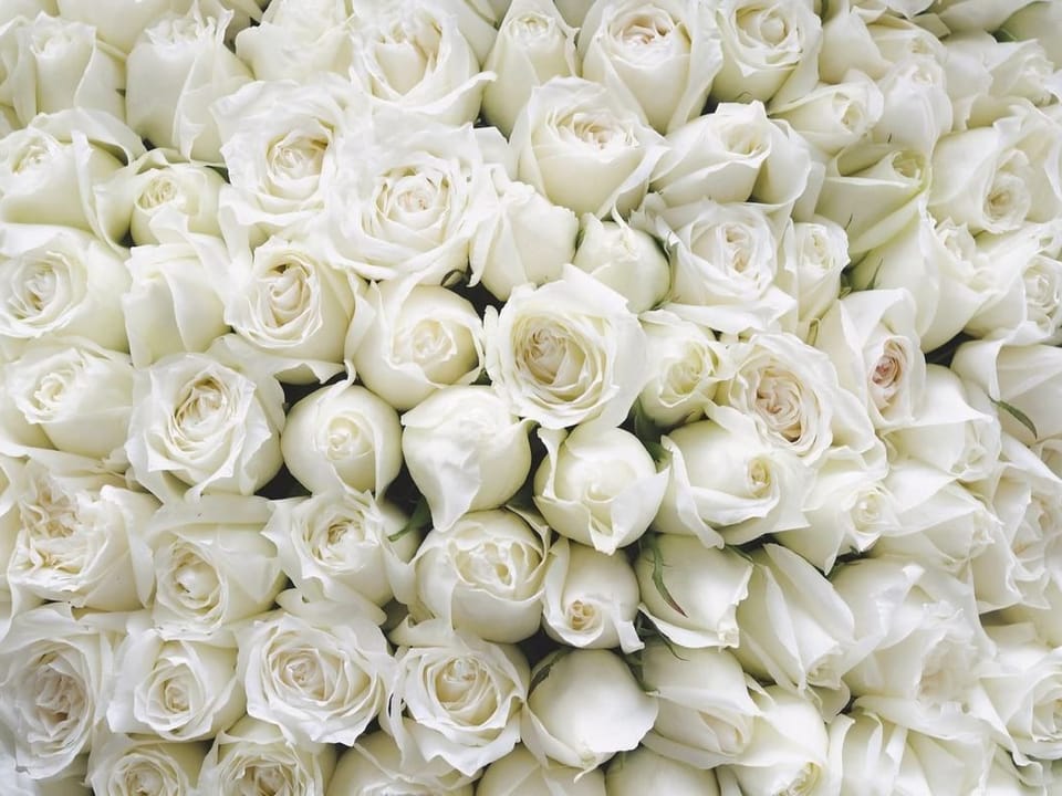 Fototapeta Bukiet Białych Róż w Subtelnym Ujęciu