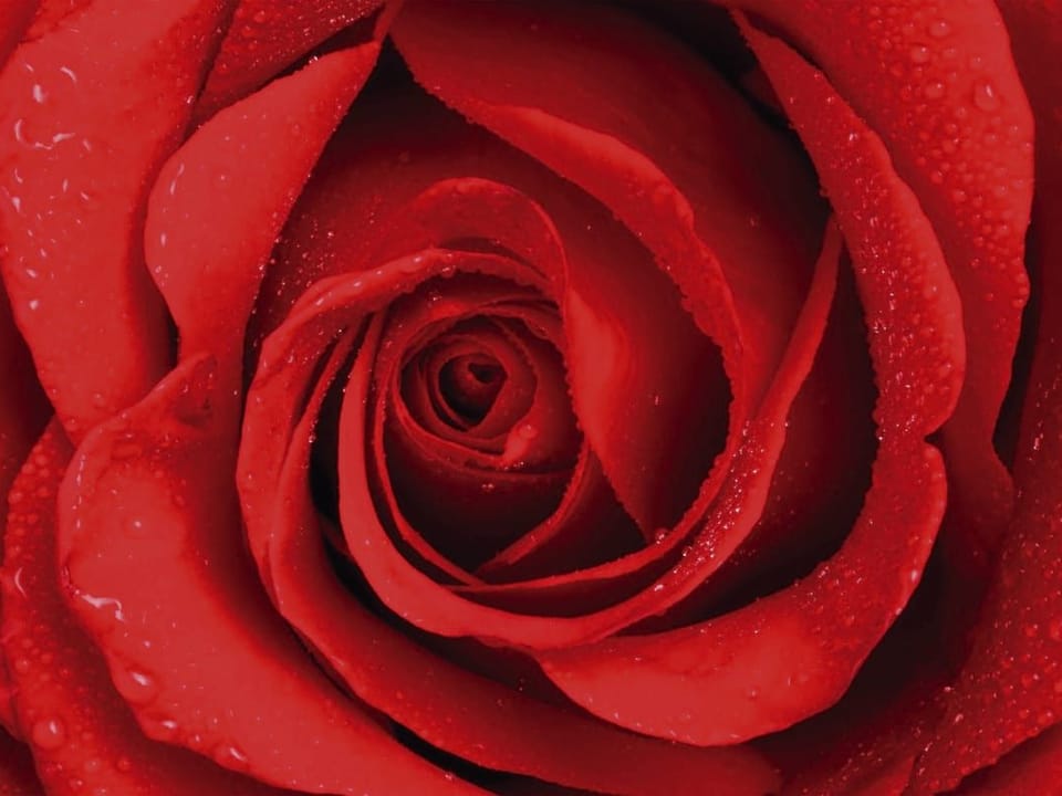 Fototapeta Czerwona róża z kroplami wody