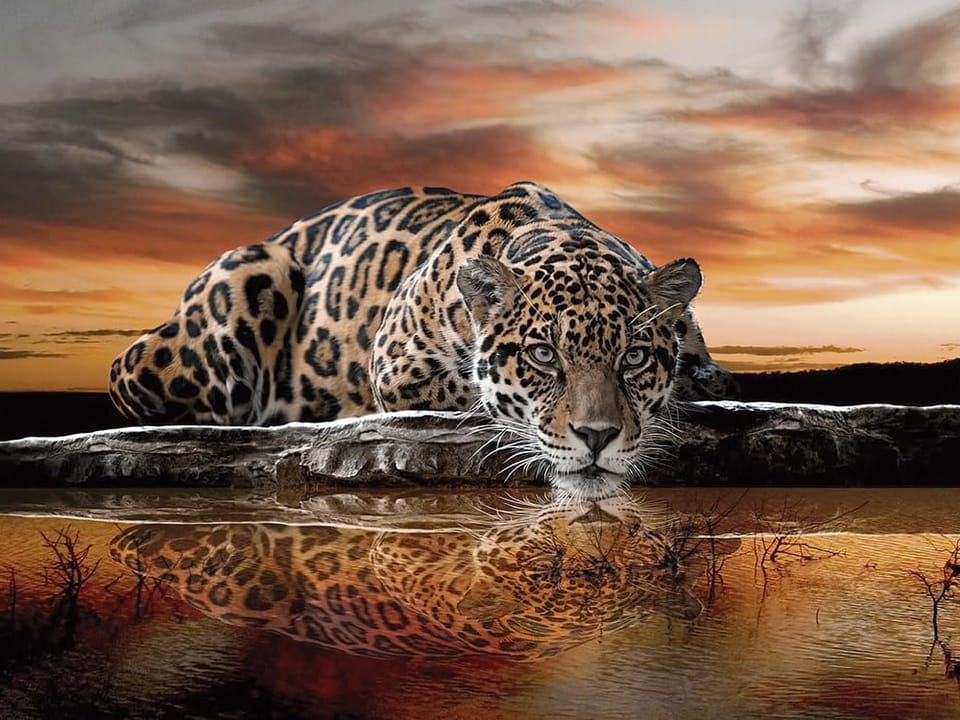 Fototapeta Leopard nad wodą o zachodzie słońca na wymiar