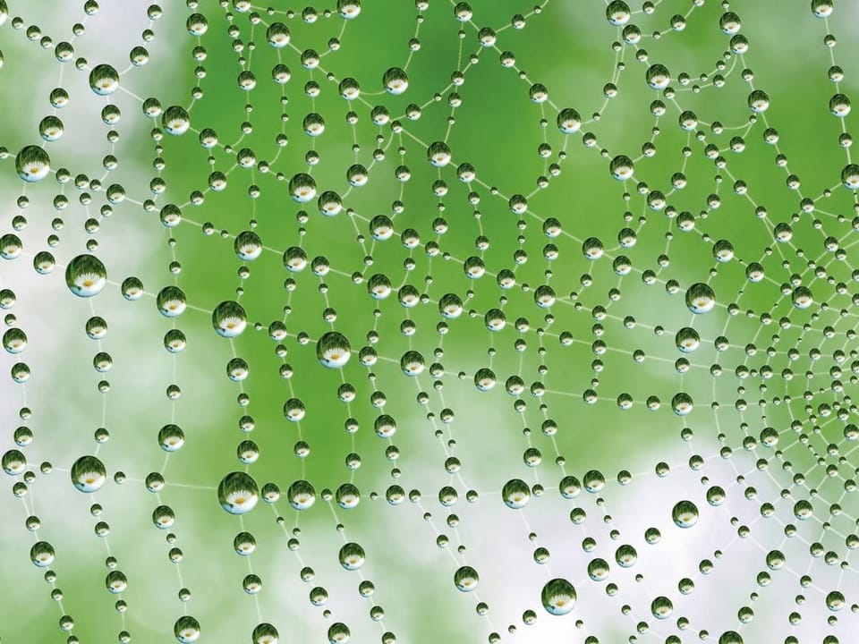 Fototapeta Pajęczyna z kroplami wody