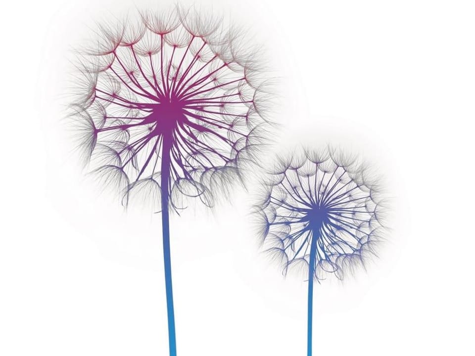 Fototapeta Dmuchawce na białym tle