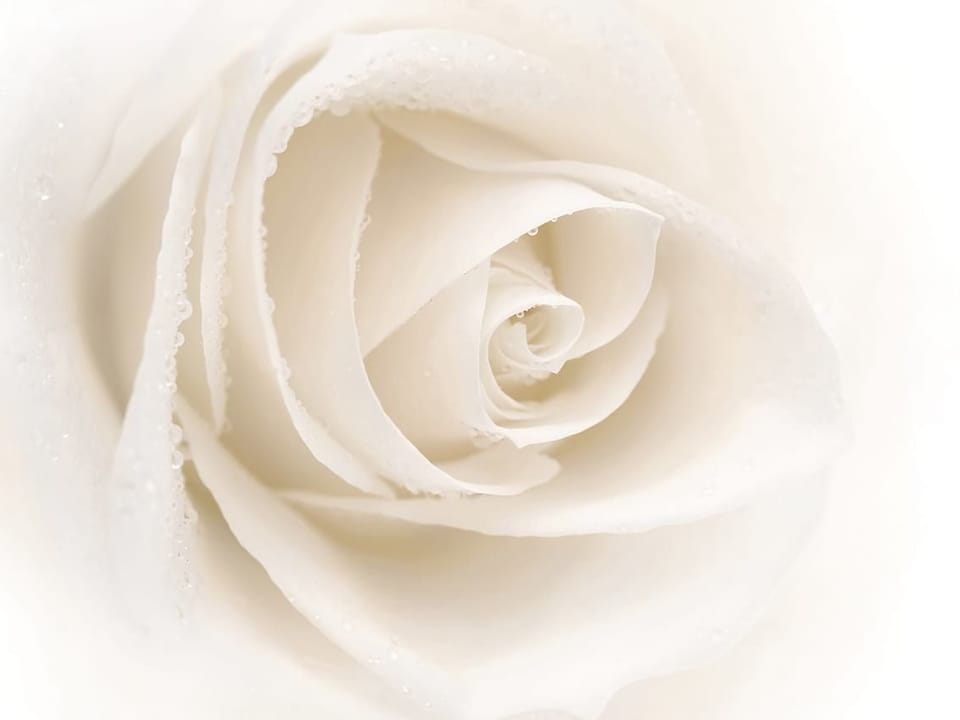 Fototapeta Biała róża z kroplami wody