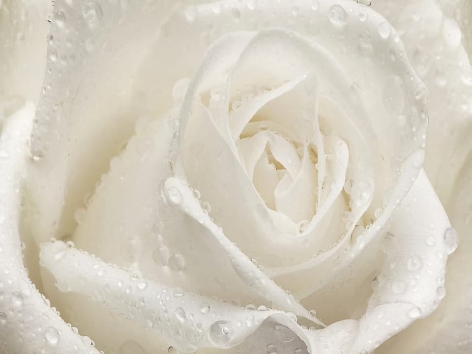 Fototapeta Biała róża z kroplami wody