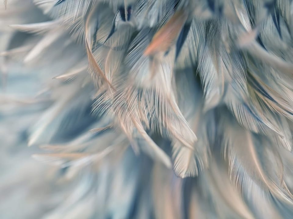 Fototapeta Delikatne pióra w pastelach na wymiar