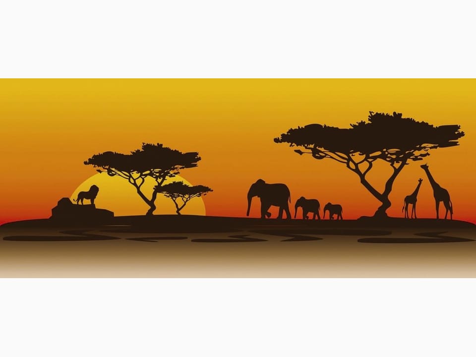 Fototapeta Zachód słońca na sawannie