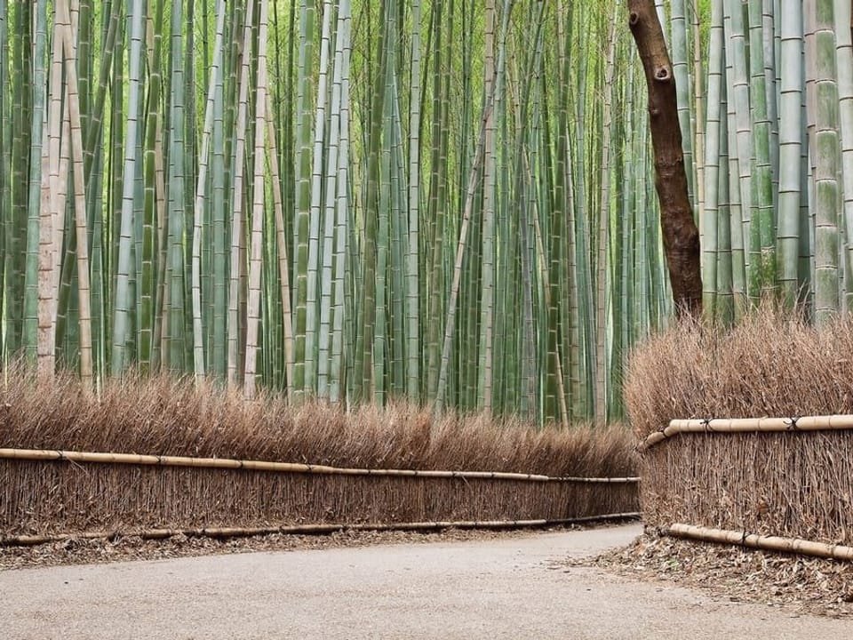 Fototapeta Ścieżka w lesie bambusowym