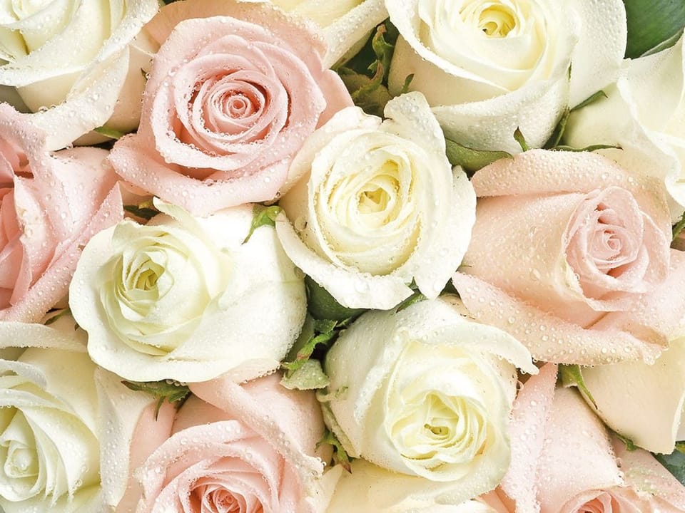 Fototapeta Bukiet różowych i białych róż