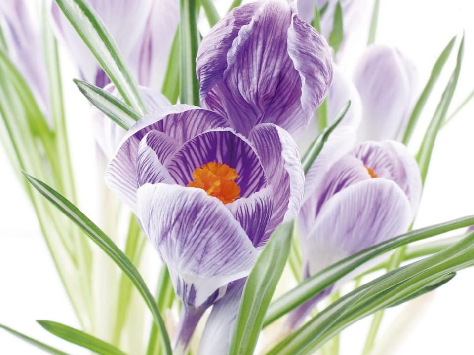 Fototapeta Fioletowe krokusy na białym tle