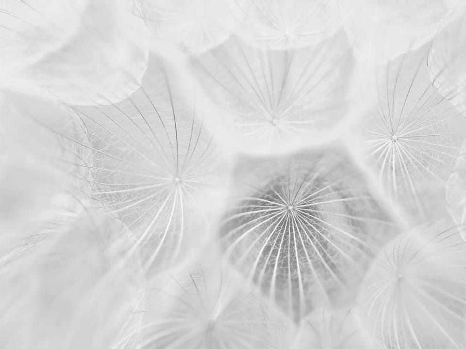 Fototapeta Zbliżenie na delikatne dmuchawce