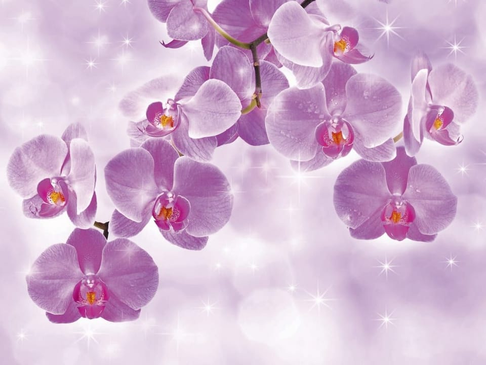 Fototapeta Fioletowe Orchidee na Gałęzi