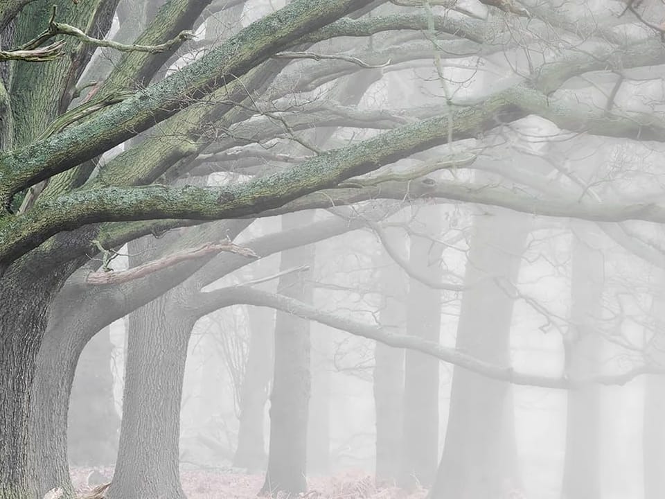 Fototapeta Drzewo z Rozłożystymi Gałęziami na wymiar