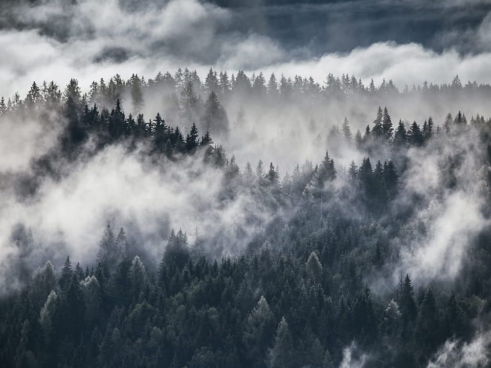 Fototapeta Mglisty las iglasty na wymiar
