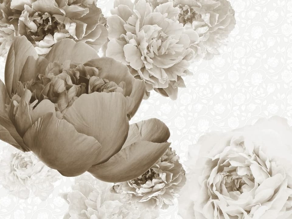Fototapeta Piwonie w odcieniach sepii