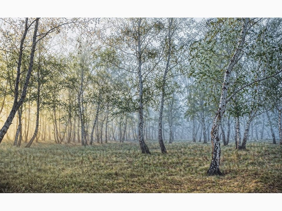 Fototapeta Las brzozowy w porannej mgle na wymiar