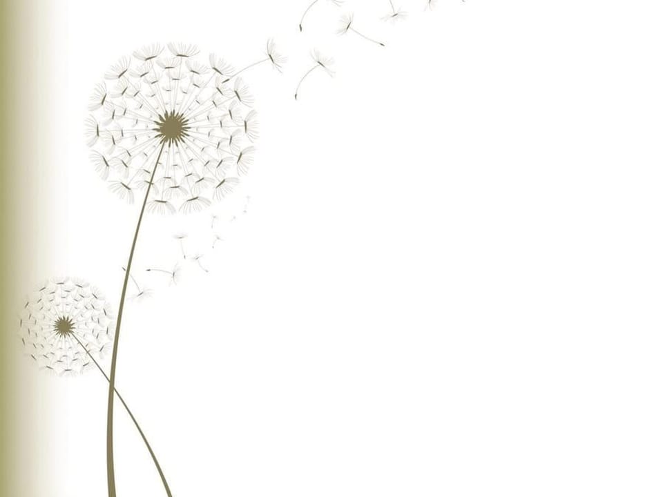 Fototapeta Dmuchawce na jasnym tle